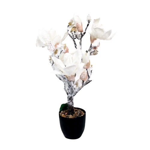 Drzewko magnolii śnieżonej w doniczce 56 cm